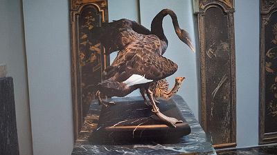 Art Zoo Museum - Taxidermisten